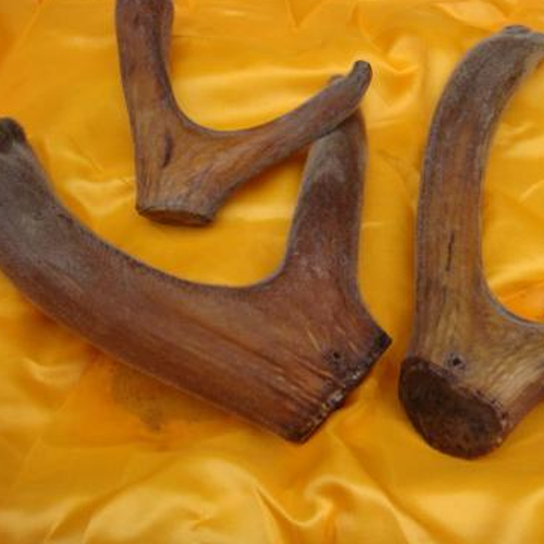 辉南县邵永祥养鹿场 梅花鹿 鹿茸