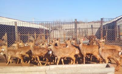 辉南县邵永祥养鹿场