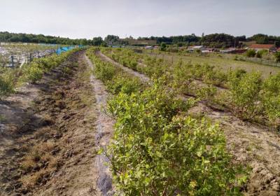 鞠宝山美登北陆蓝莓农场
