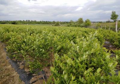 刘新成北陆蓝莓-农场2