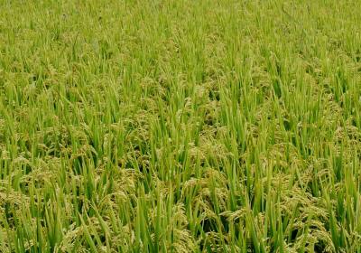 吉林省稻鸣农业科技有限公司