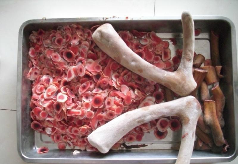 新鲜鹿茸切片，可整枝连刀切