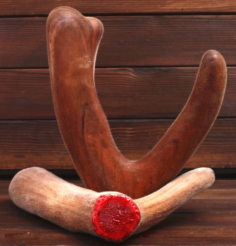 双阳鹿场直供整枝鲜鹿茸二杠