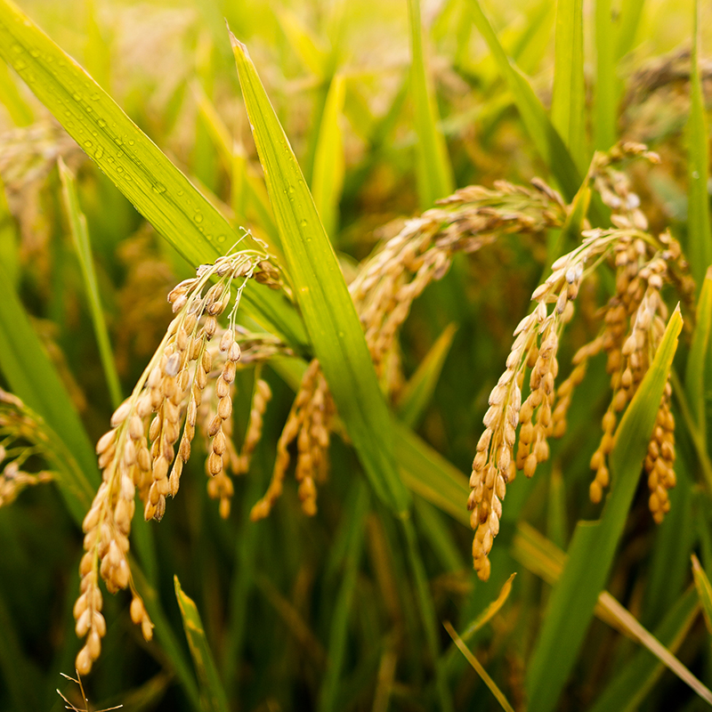 辉南周洪宝水稻原粮预售