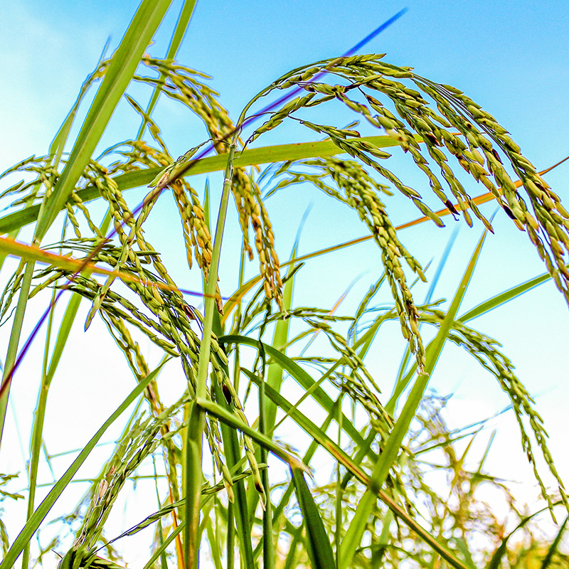 辉南马占昌原粮预售