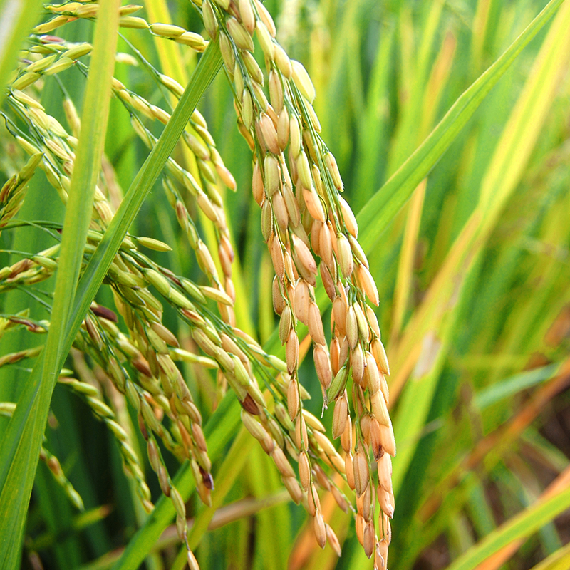 辉南张明建水稻原粮预售