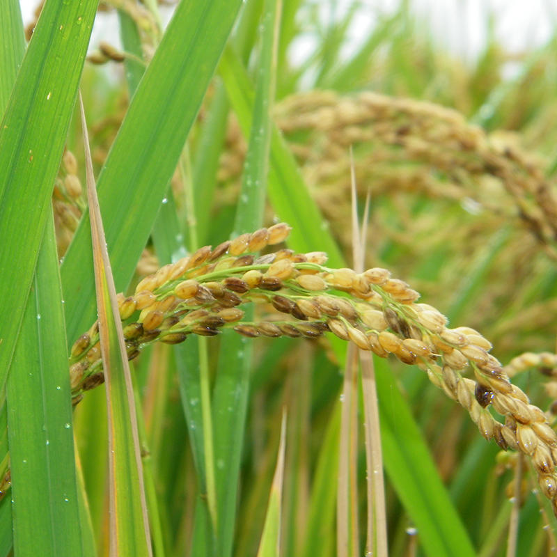 辉南王明忠原粮预售