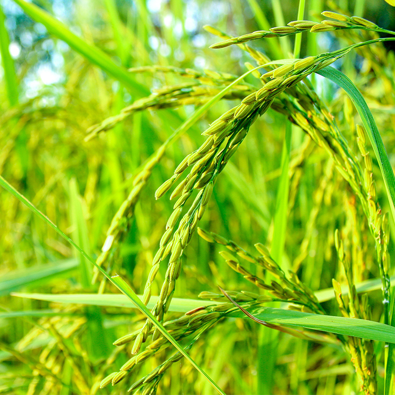 辉南李长利稻花香预售