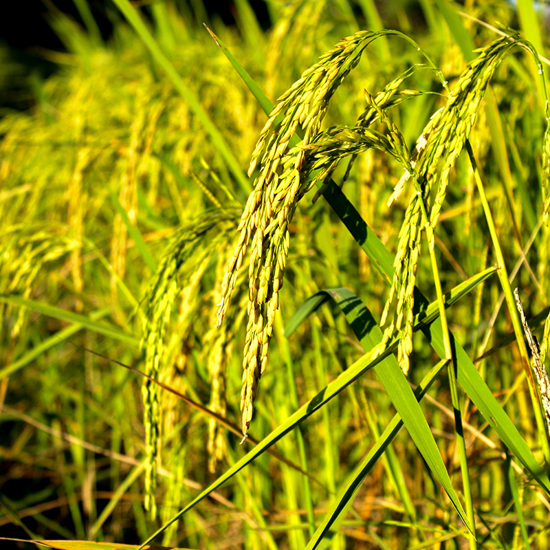 辉南李长利原粮预售