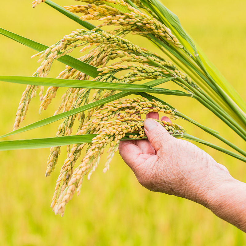 辉南王军水稻原粮预售