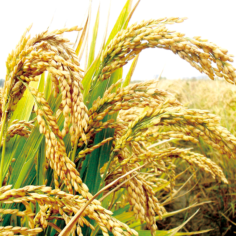 辉南霍连群原粮预售