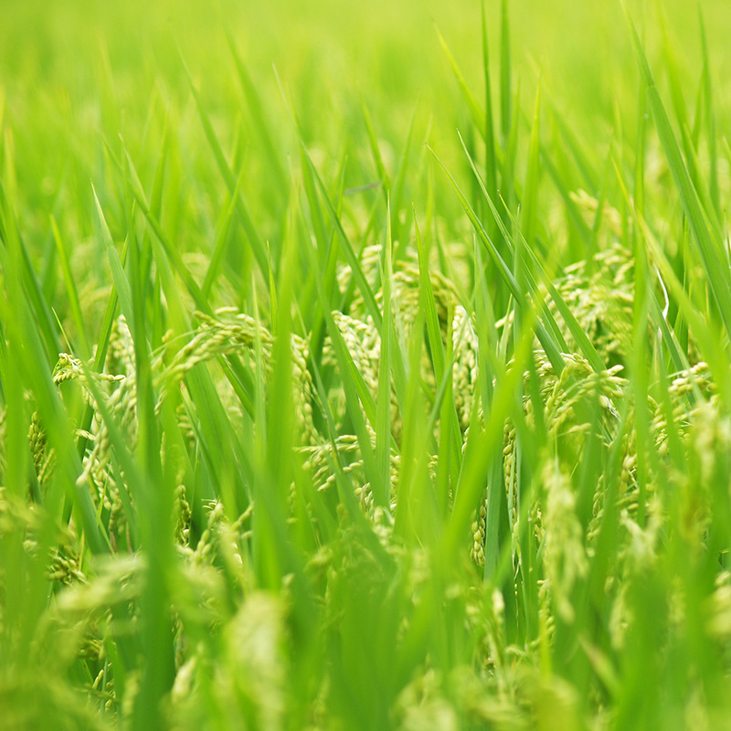 辉南赵刚原粮预售