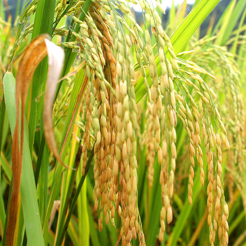 辉南张旭伟原粮预售