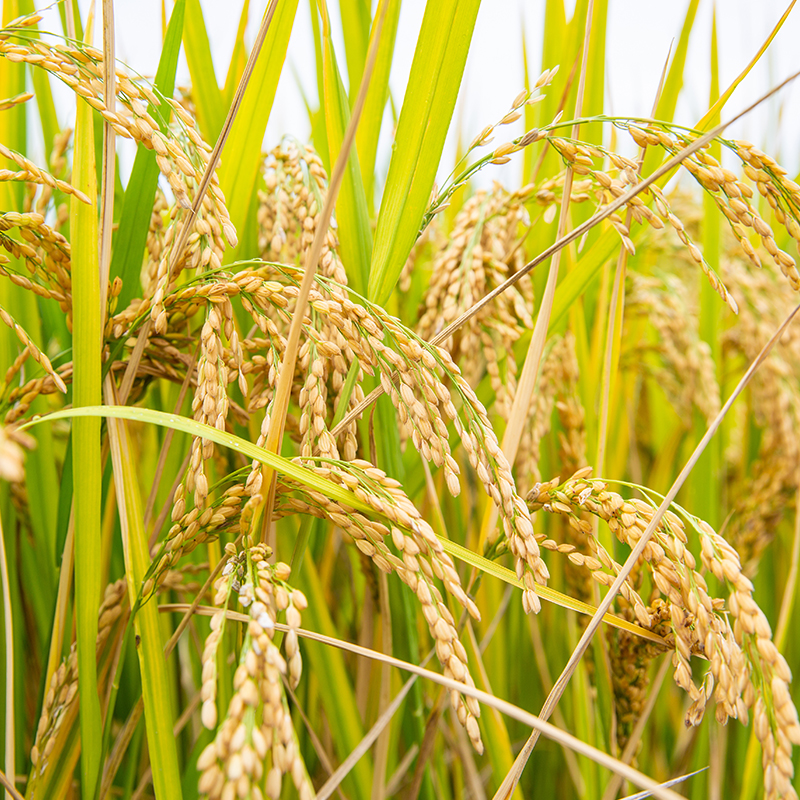 辉南刘志东原粮预售