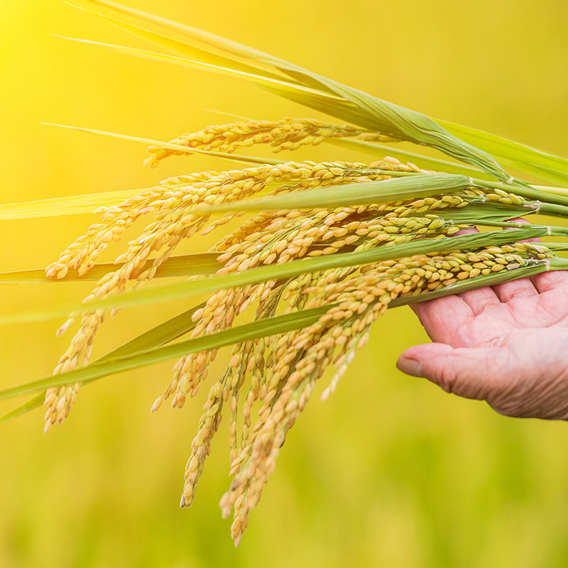 辉南才金星原粮预售