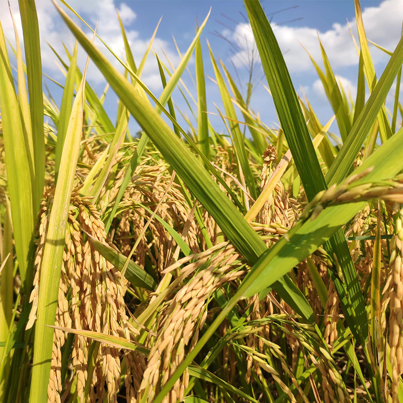辉南张建国原粮预售