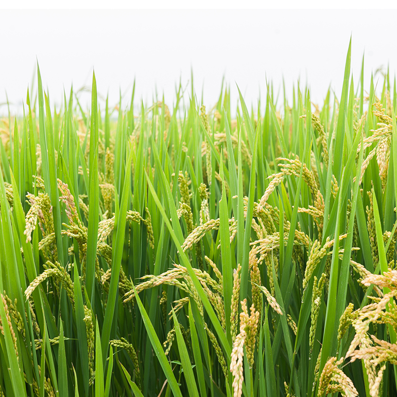 辉南广日原粮预售