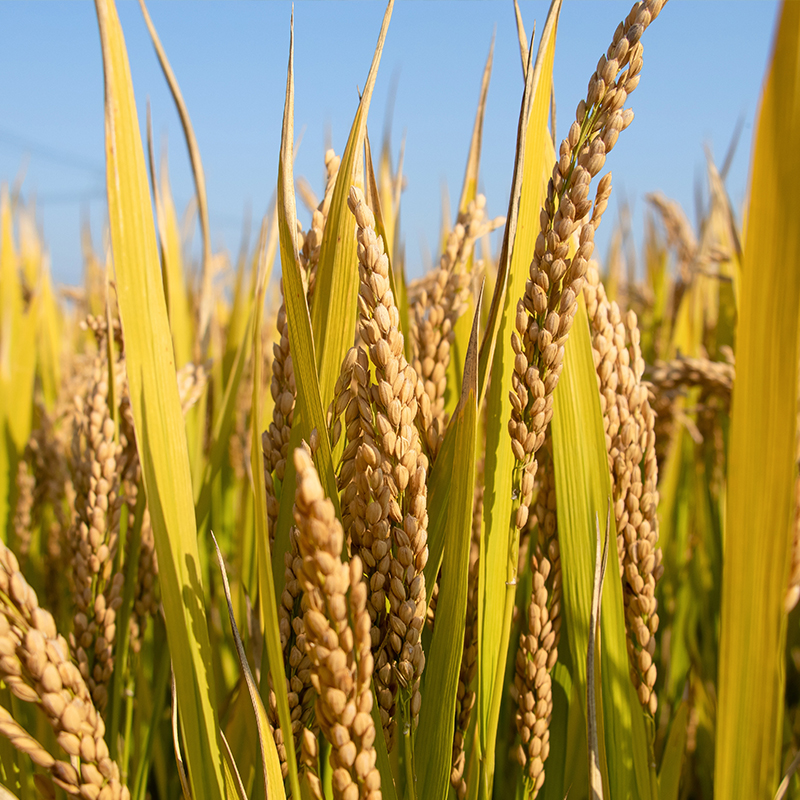 辉南李连有原粮预售