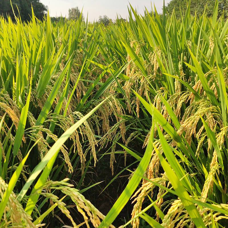 辉南李学亮原粮预售