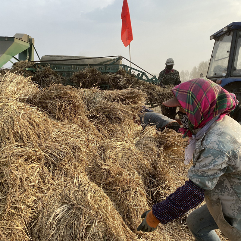 辉南张玉彬小香稲水稻预售01