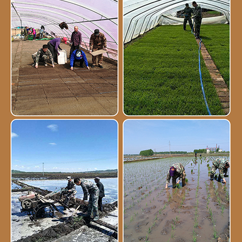 辉南佟强002宏科8原粮预售