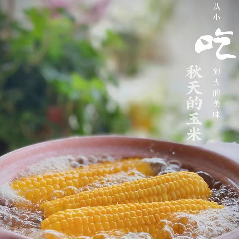 团购10棒 东北新鲜黄糯玉米