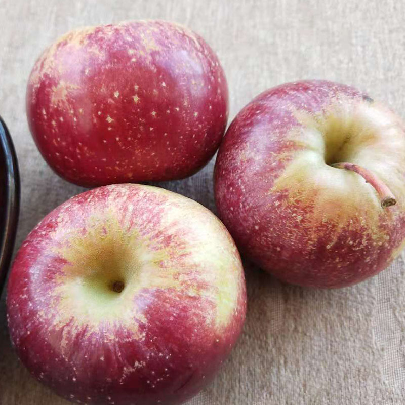 郑国果园隆丰果预售