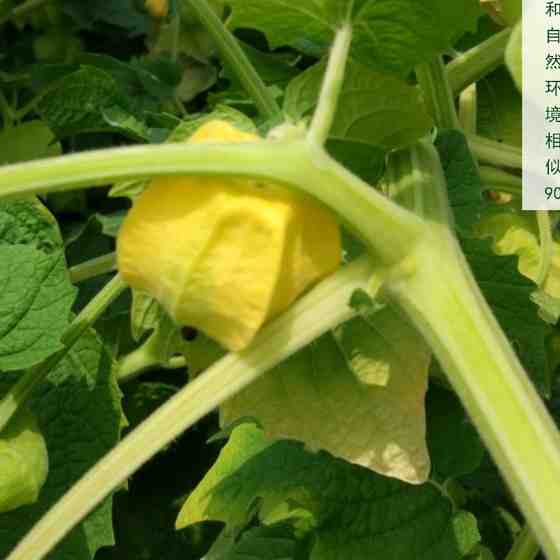 洋菇娘鲜果预售