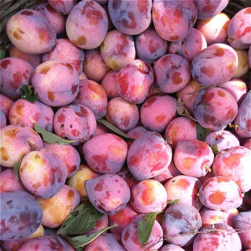 袁兆玉李子鲜果预售