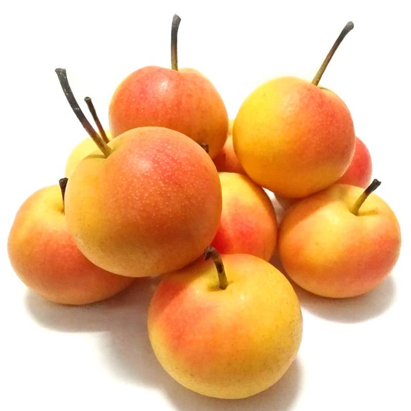 袁兆玉南果梨预售