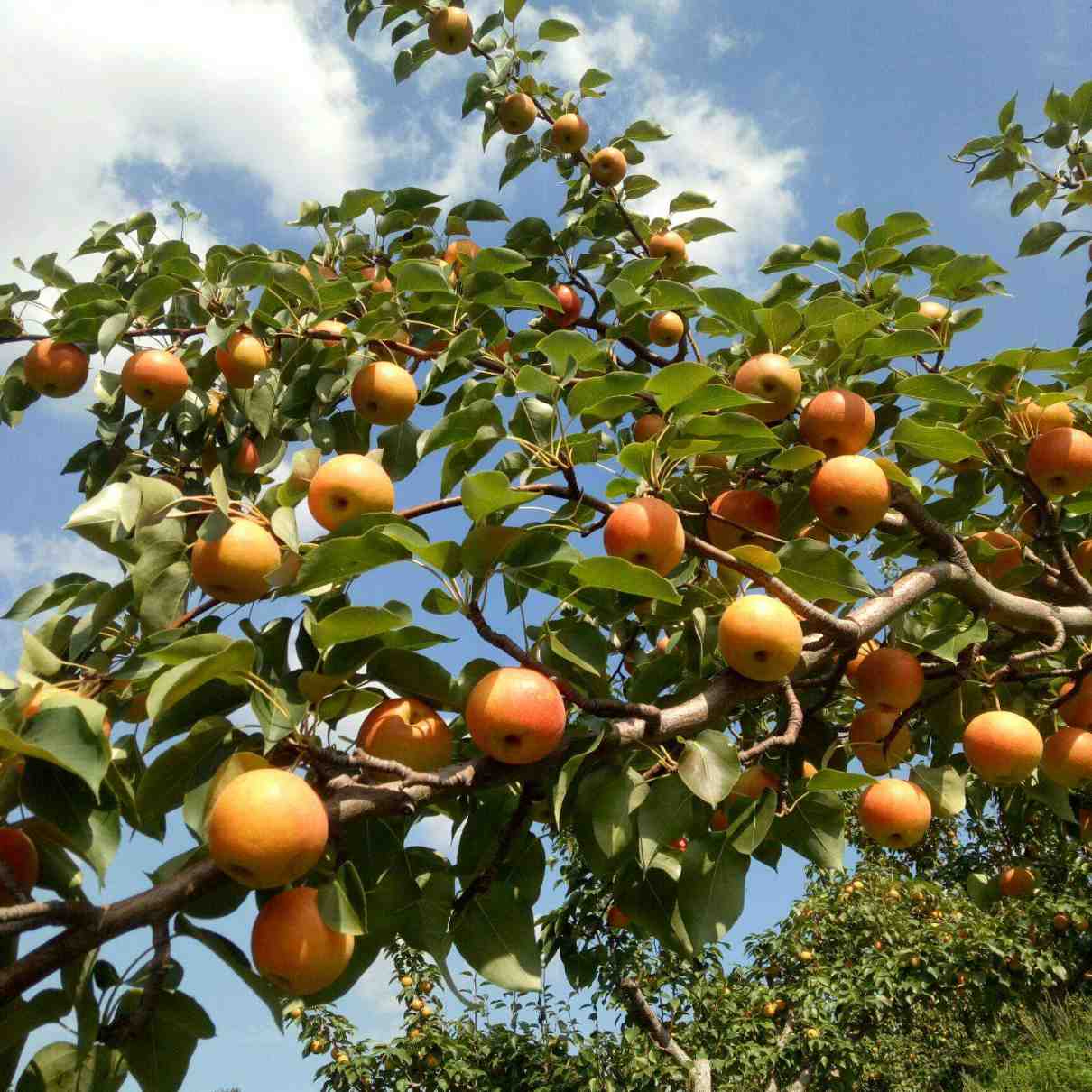 戴启元南果梨鲜果预售