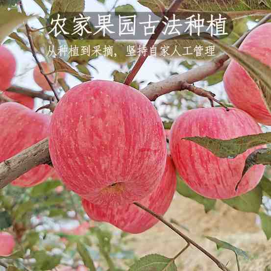 戴启元富士苹果（预售）