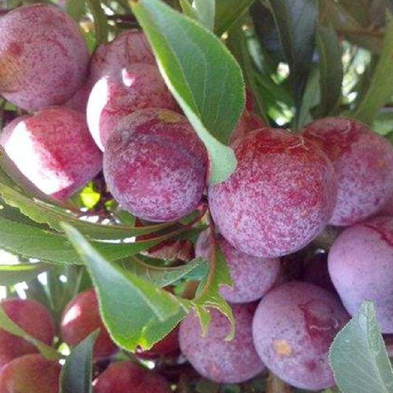 宁纪双李子鲜果预售