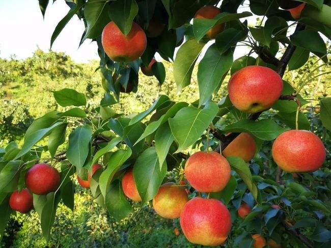 宁纪双南果梨（预售）