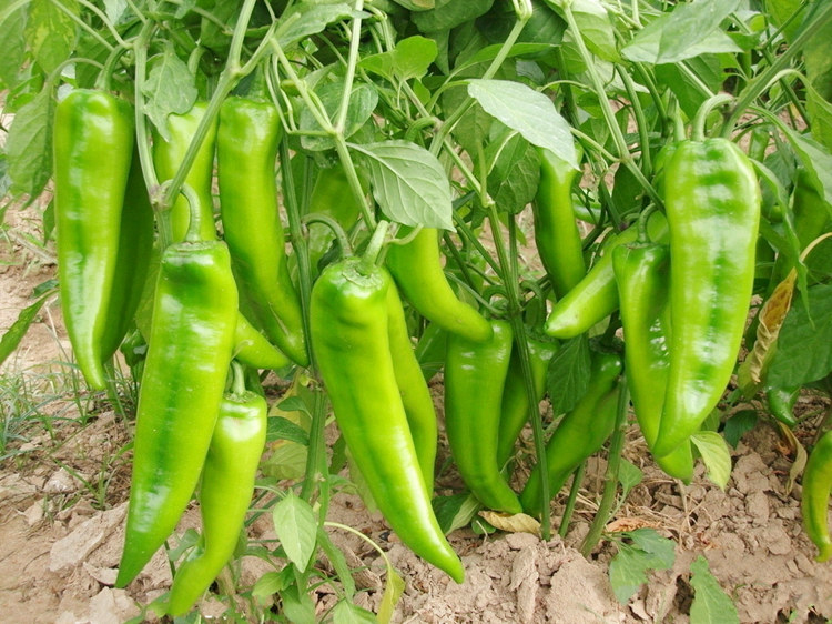 桂清农场牛角椒（预售）