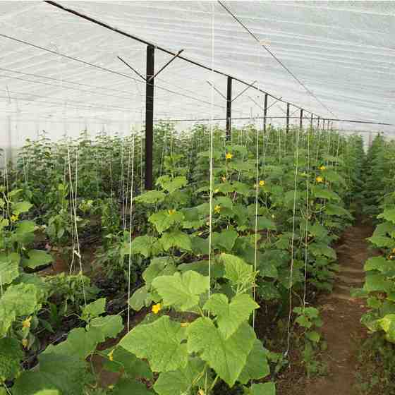 东胜果蔬黄瓜预售