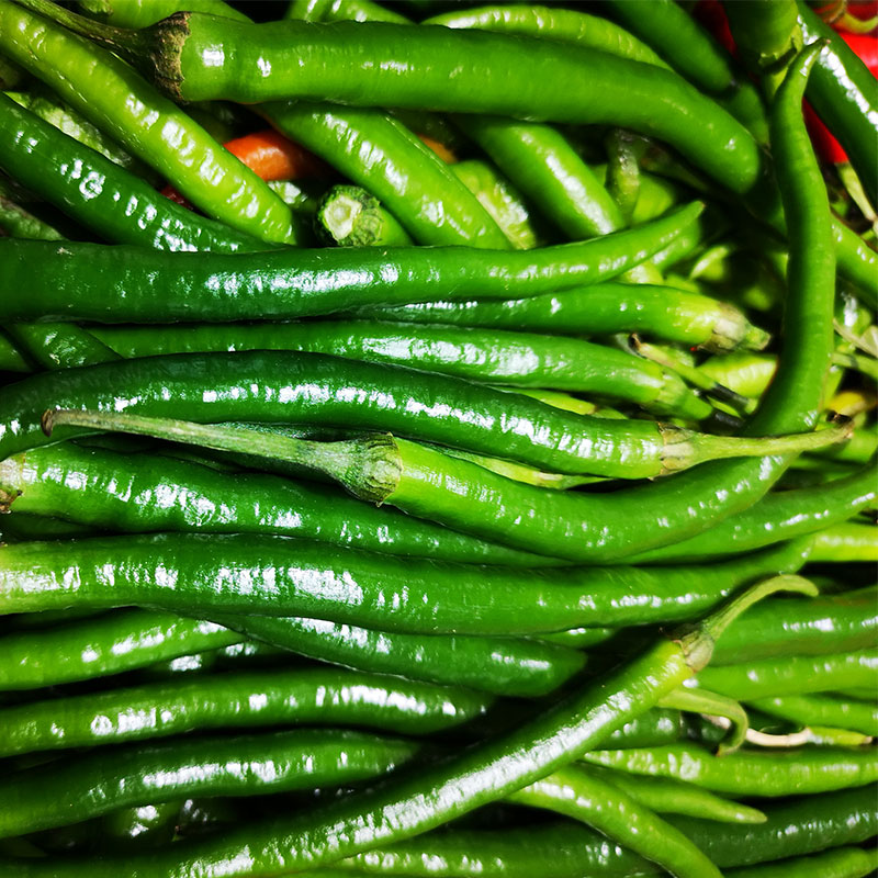 东胜果蔬线椒预售