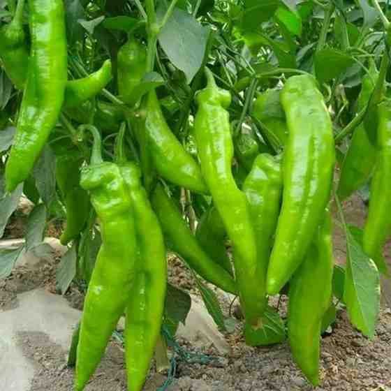 郝长岭蔬菜辣椒