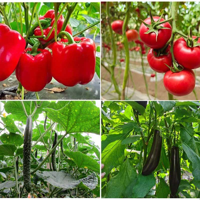 新农村绿色蔬菜包组合