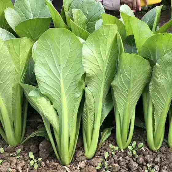 智慧农场小白菜