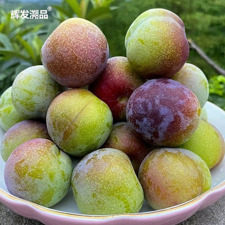 辉发溯品干碗李子