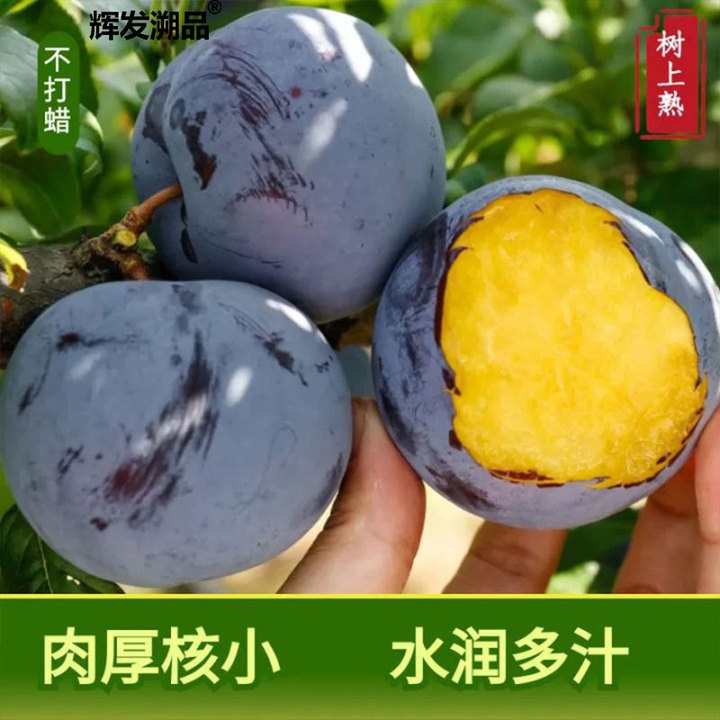 辉发溯品黑霸李子