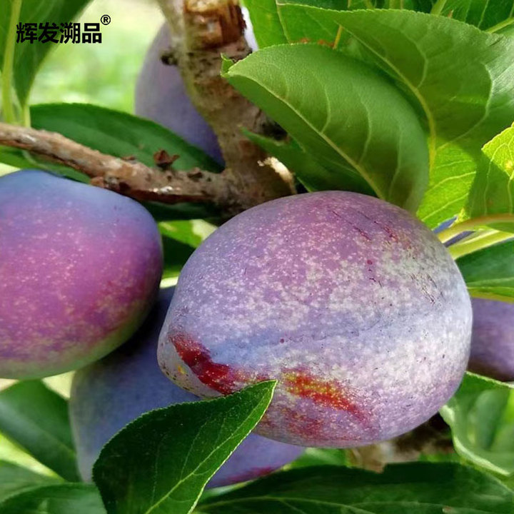 辉发溯品吉盛李子