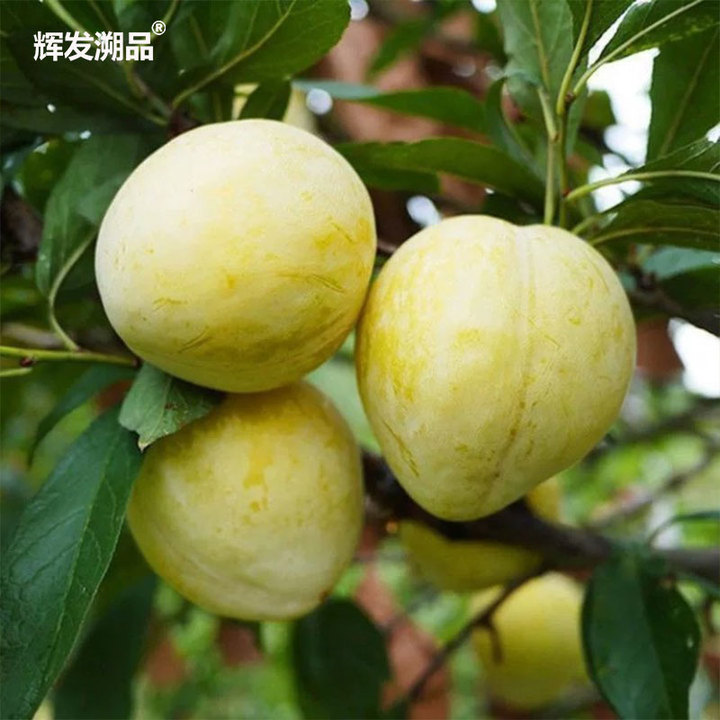 辉发溯品晚黄李子
